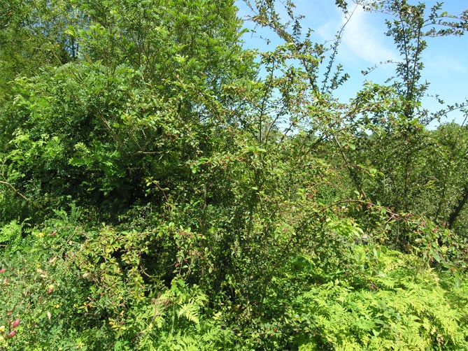 Виды кизильника с фото: глянцевый, горизонтальный, черноплодный, даммер, посадка и уход