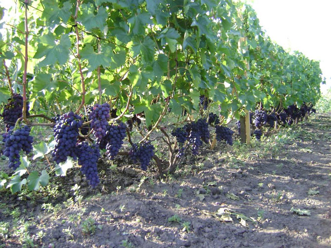 Виноград Кодрянка - характеристика и описание сорта, морозостойкость, урожайность, отзывы