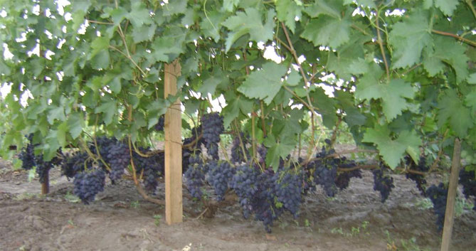 Виноград Кодрянка - характеристика и описание сорта, морозостойкость, урожайность, отзывы