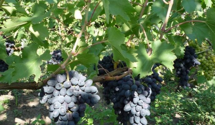 Виноград Кодрянка – характеристика и описание сорта, морозостойкость, урожайность, отзывы