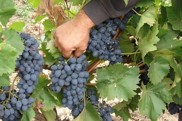 Виноград Молдова: описание сорта с характеристиками, фото и отзывы