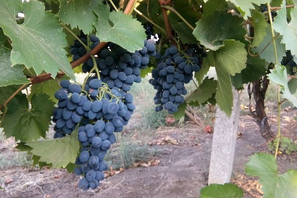 Виноград Молдова: описание сорта с характеристиками, фото и отзывы
