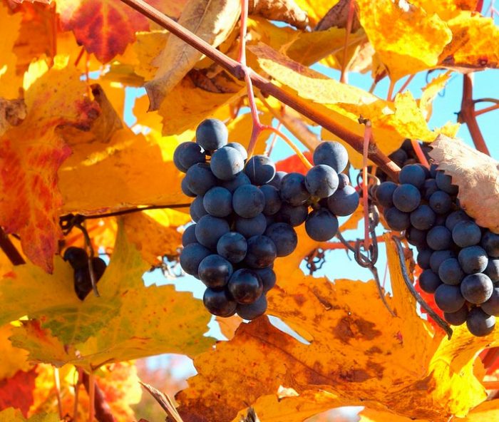 Виноград осенью: обрезка, уход