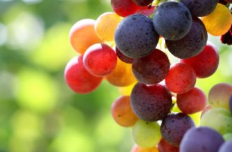 Виноград: польза и вред для здоровья организма, как правильно употреблять вкусные ягоды