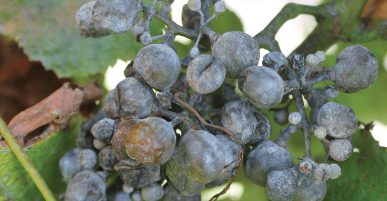 Вредители и болезни винограда – фото и описание, чем лечить, методы борьбы