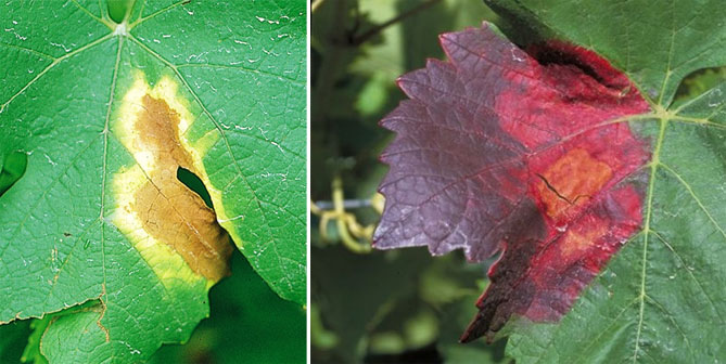 Вредители и болезни винограда - фото и описание, как лечить, методы борьбы