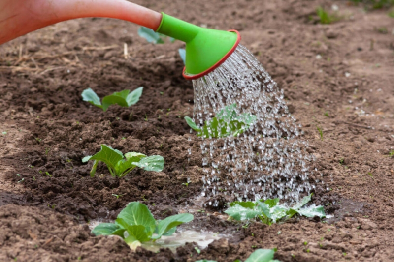 Все, что нужно знать о выращивании капусты на открытом воздухе