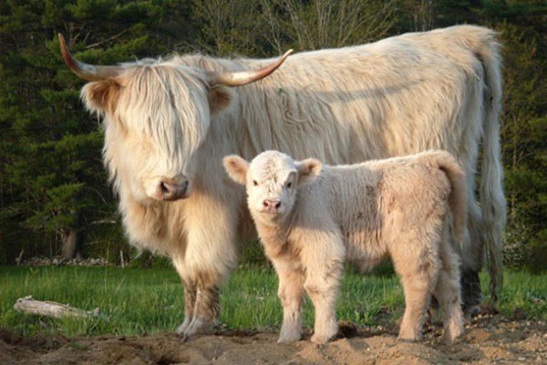 Все о карликовых коровах: происхождение, обзор породы, достоинства и недостатки