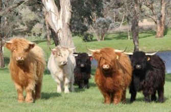 Все о карликовых коровах: происхождение, обзор пород, достоинства и недостатки