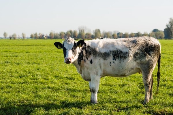 Все о карликовых коровах: происхождение, обзор породы, достоинства и недостатки