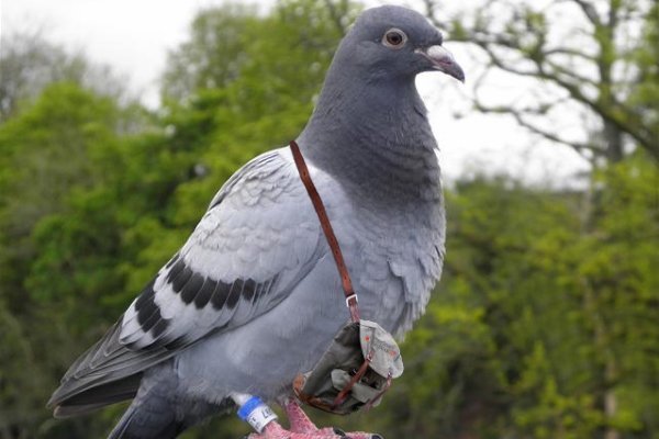 Все о почтовых голубях: разновидности, принципы полета, содержание и разведение