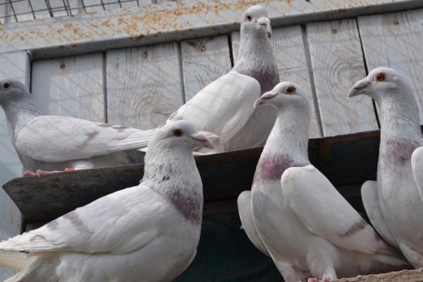 Все о голубях-носителях: сорта, принципы полета, сохранение и разведение