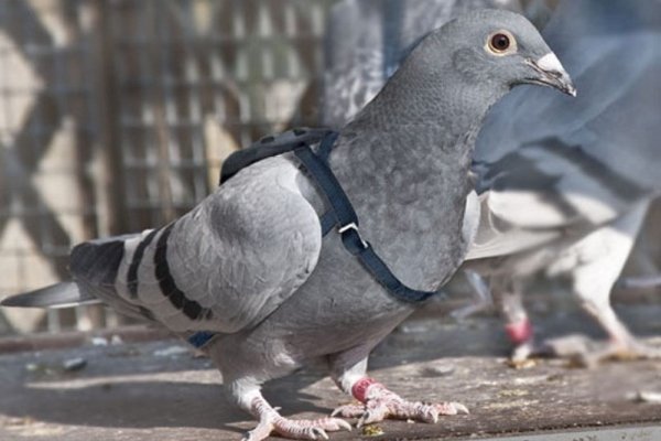 Все о голубях-носителях: сорта, принципы полета, сохранение и разведение