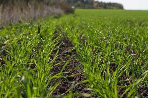 Все об озимой пшенице: ее характеристика, посев, выращивание и уборка