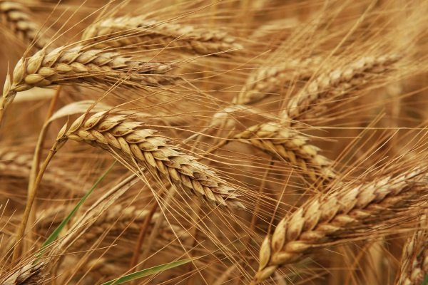 Все об озимой пшенице: ее характеристика, посев, выращивание и уборка