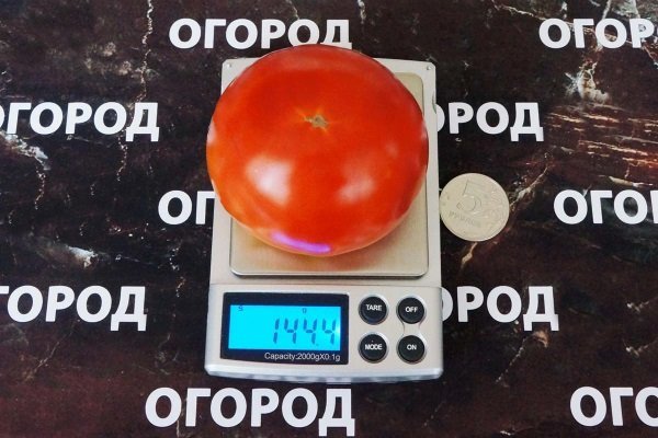 Все о помидорах Клуша: основные характеристики и секреты выращивания