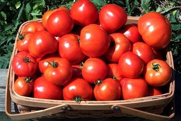 Все о помидорах Клуша: основные характеристики и секреты выращивания