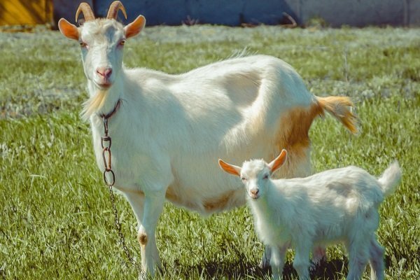 Выбор козы и козлёнка: рекомендации по покупке и подбору породы