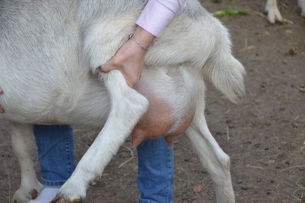 Выбираем козу и козленок: советы по покупке и выбору породы