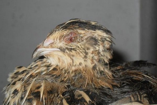 Выпадение перепелиных перьев: причины и решения