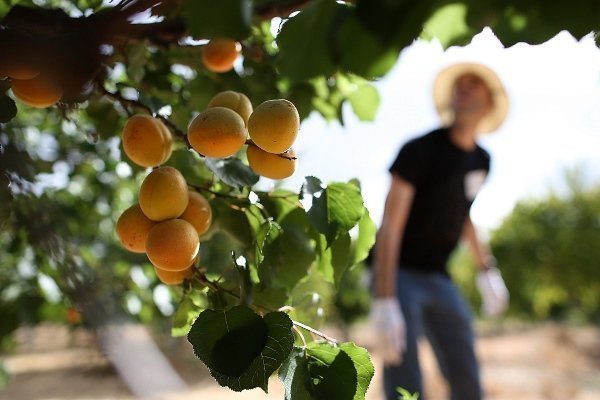 Выращивание абрикоса – правила, тонкости посадки и полезные рекомендации по уходу