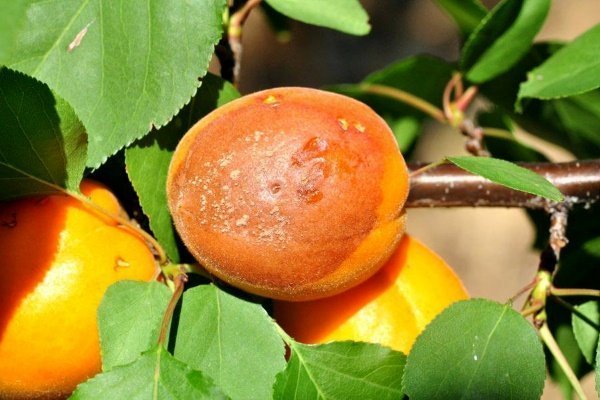 Выращивание абрикоса: правила, тонкости посадки и полезные советы по уходу