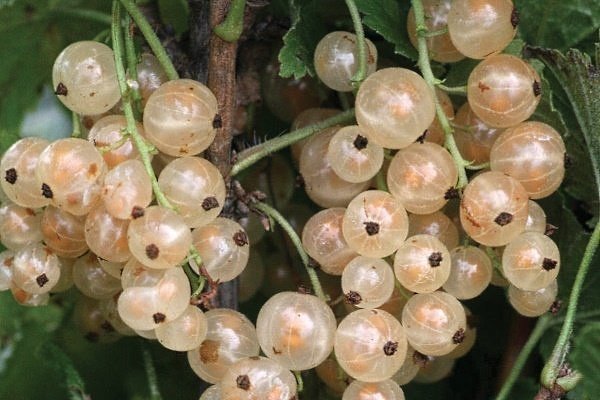 Выращивание белой смородины: от посадки до сбора урожая