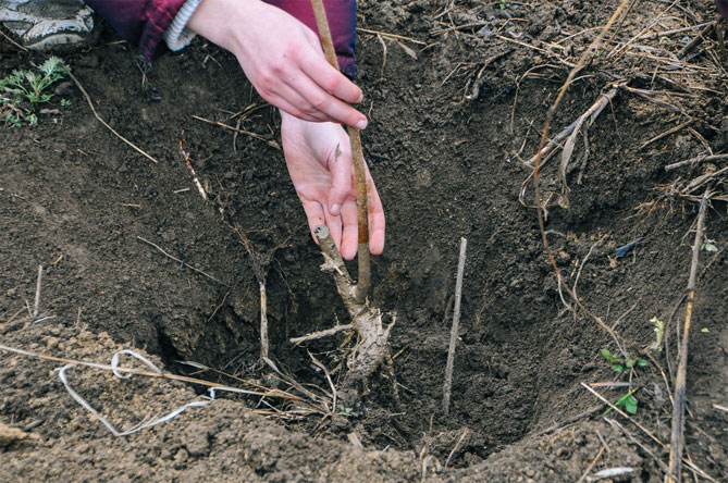 Выращивание фундука: посадка, уход, выращивание фундука, сорта, защита от вредителей и болезней