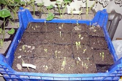 Выращивание георгинов - уход, размножение и посадка в открытом грунте