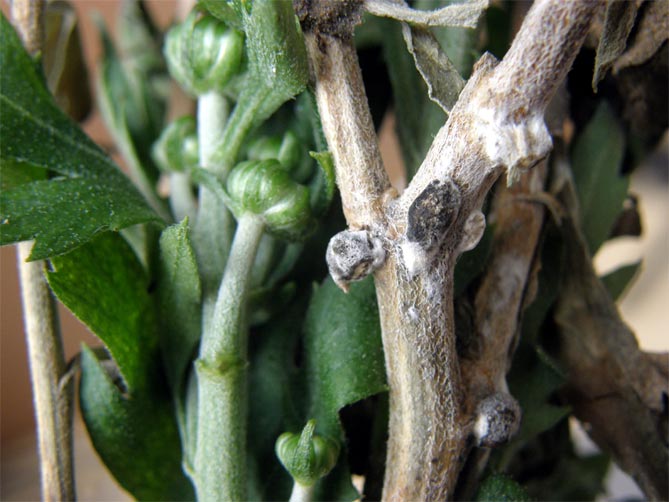 Выращивание хризантем: размножение, посадка и уход в открытом грунте