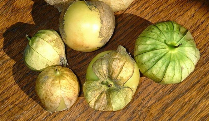 Выращивание и уход за овощами, клубникой (ананасами), физалисом декоративным