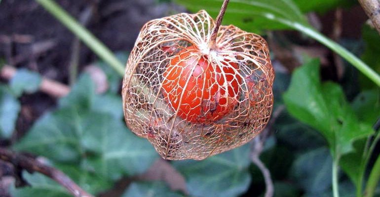 Выращивание и уход за физалисом овощным, земляничным (ананасовым), декоративным