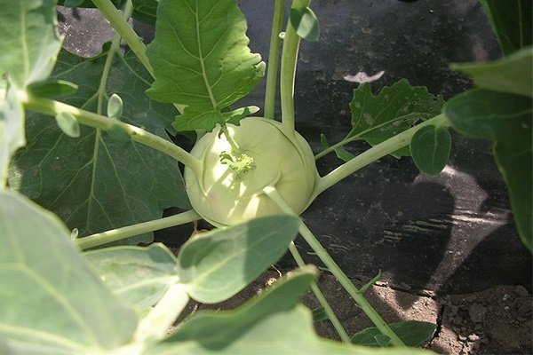 Выращивание кольраби: сорта, их характеристика, посадка и уход
