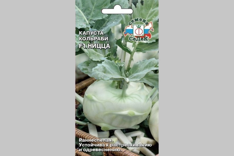 Выращивание кольраби: сорта, их характеристика, посадка и уход