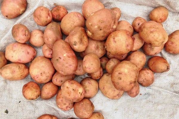 Выращивание картофеля в пакетах: пошаговая инструкция