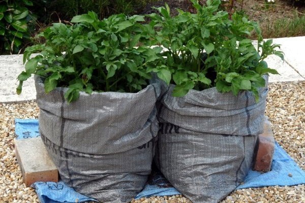 Выращивание картофеля в пакетах: пошаговая инструкция