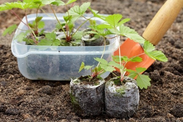 Выращивайте клубнику из семян в помещении