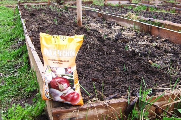 Выращивание озимого чеснока - все, от посадки до сбора урожая