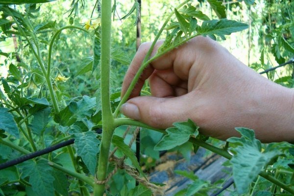 Выращивание томатов в открытом грунте: от посева до сбора урожая