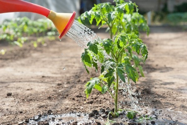 Выращивание томатов в открытом грунте: от посева до сбора урожая