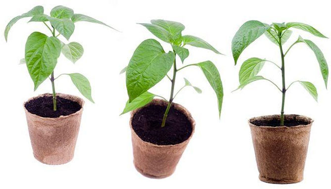 Выращивание рассады перца: когда сеять, собирать урожай, уход за растениями