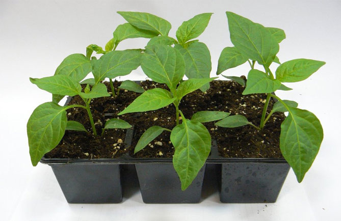 Выращивание рассады перца: когда сеять, собирать урожай, уход за растениями