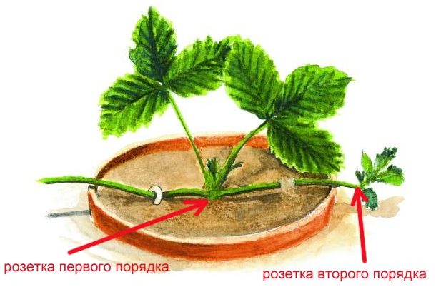 Выращивание ремонтантной клубники - посадка, особенности ухода: подкормка, размножение