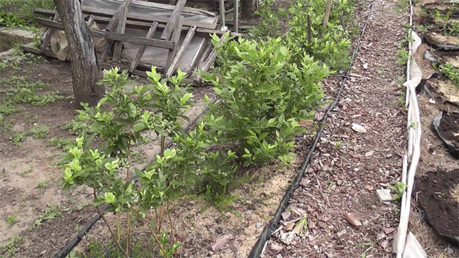Выращивание садовой голубики на даче - правильная посадка, уход