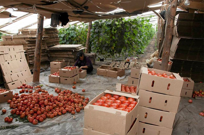Выращивание томатов по-китайски