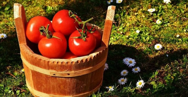Выращивание томатов – китайский способ