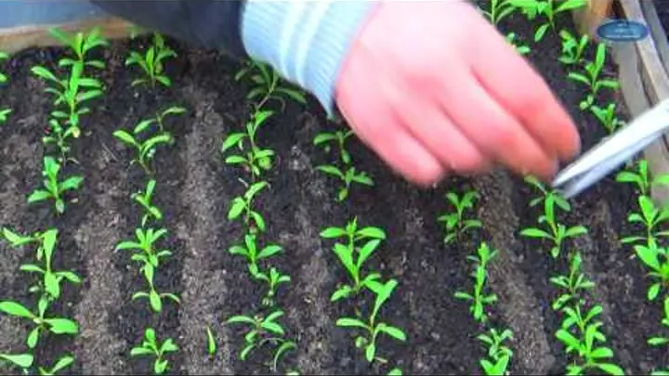 Выращивание турецкой гвоздики: когда сажать семена, уход, фото