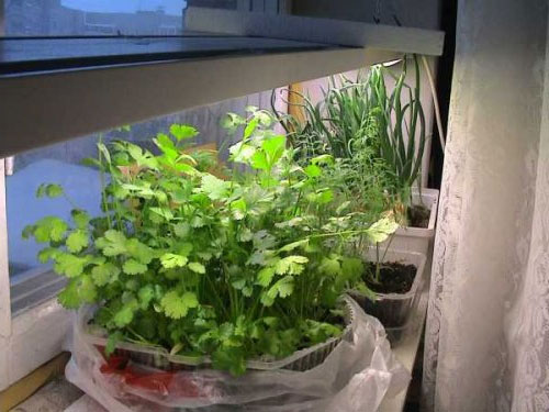 Выращивание укропа в домашних условиях на подоконнике из семян