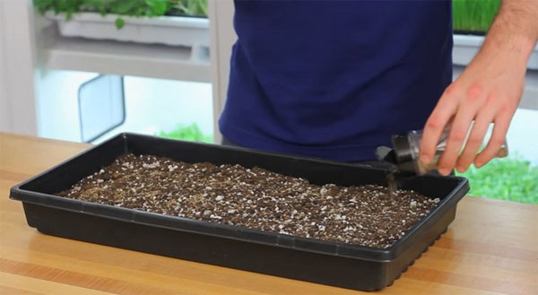 Выращивание укропа в домашних условиях на подоконнике из семян