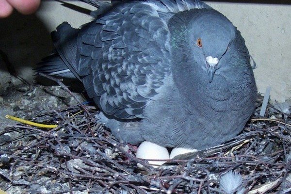 Высиживание голубиных яиц ‒ длительность и особенности